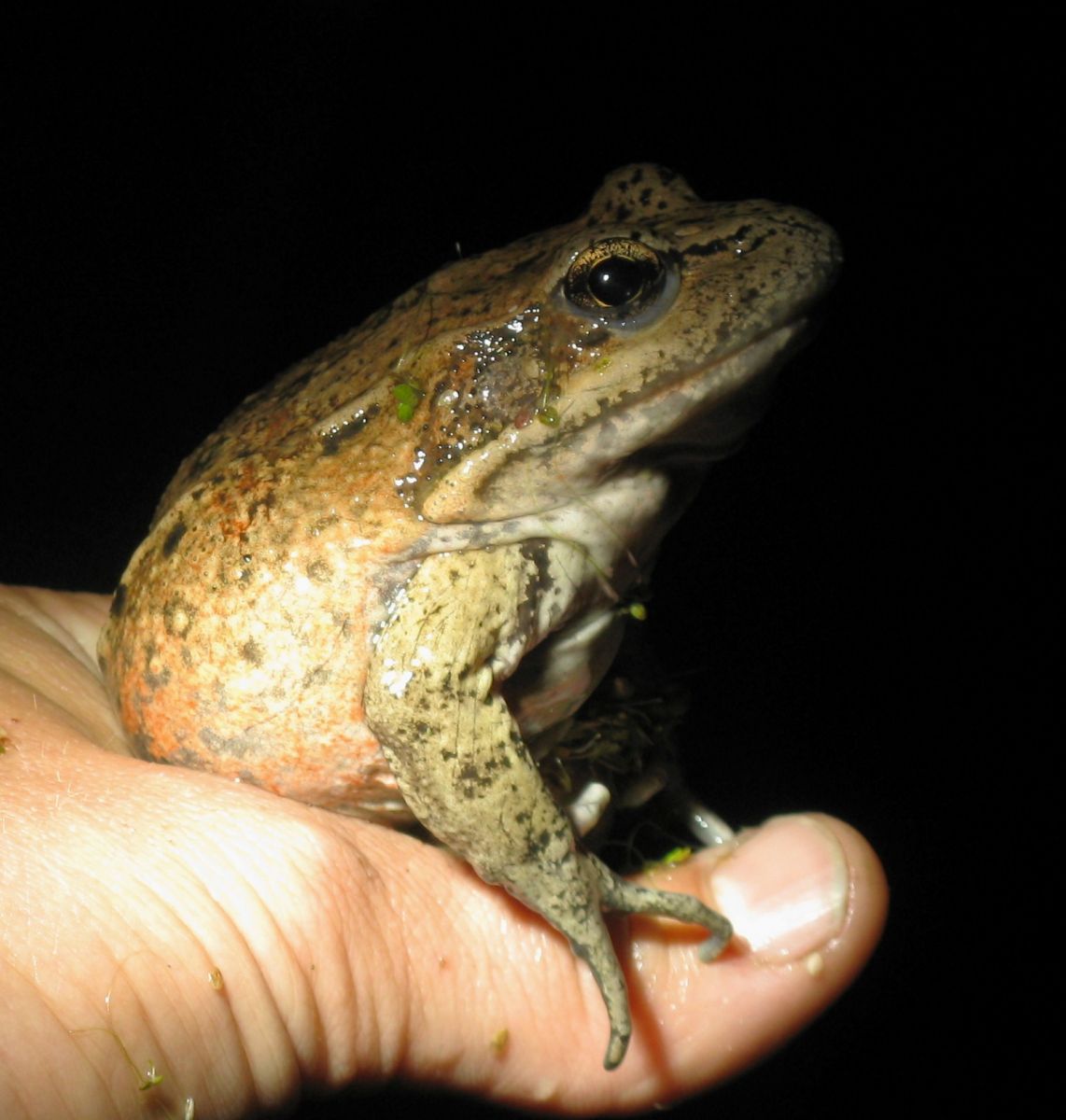 Managing Habitats for the California Red-legged Frog program image